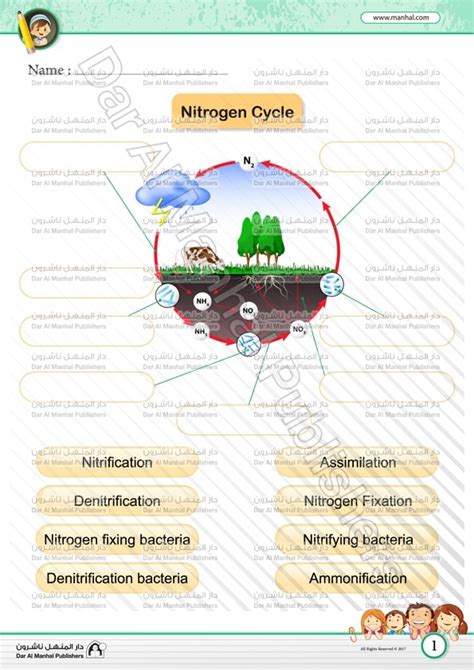 free nitrogen cycle biology homework worksheet answer key